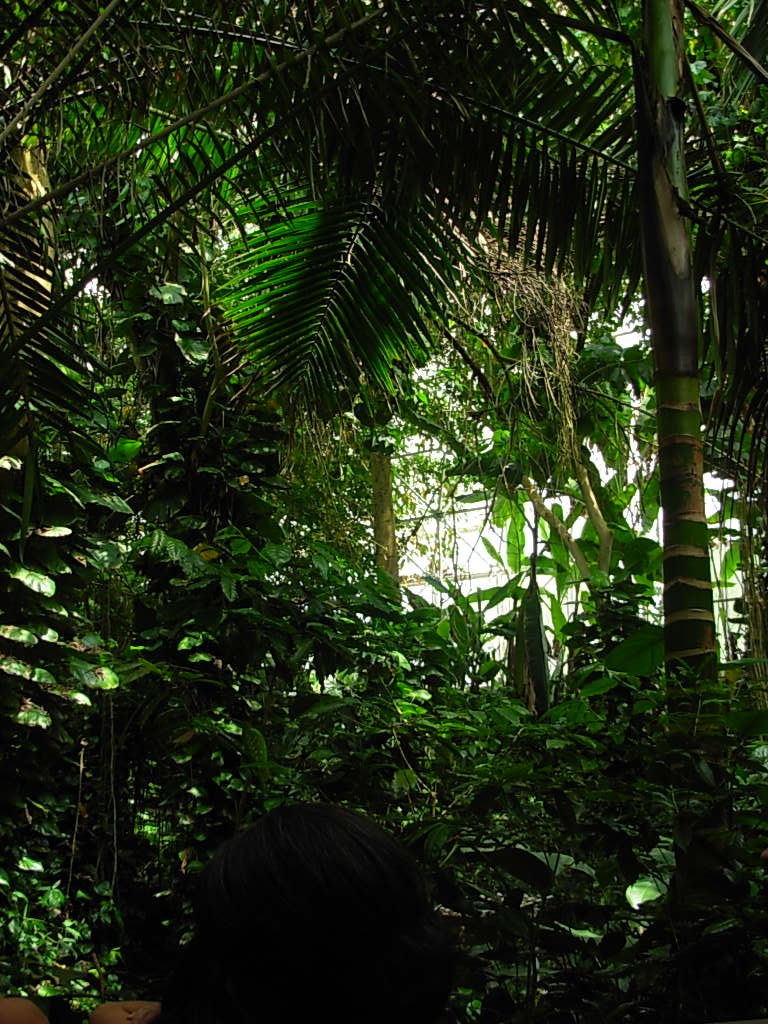 Rainforest: Tropical Rainforest Biome
