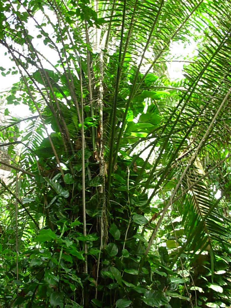 Rainforest: What Is A Rainforest Biome
